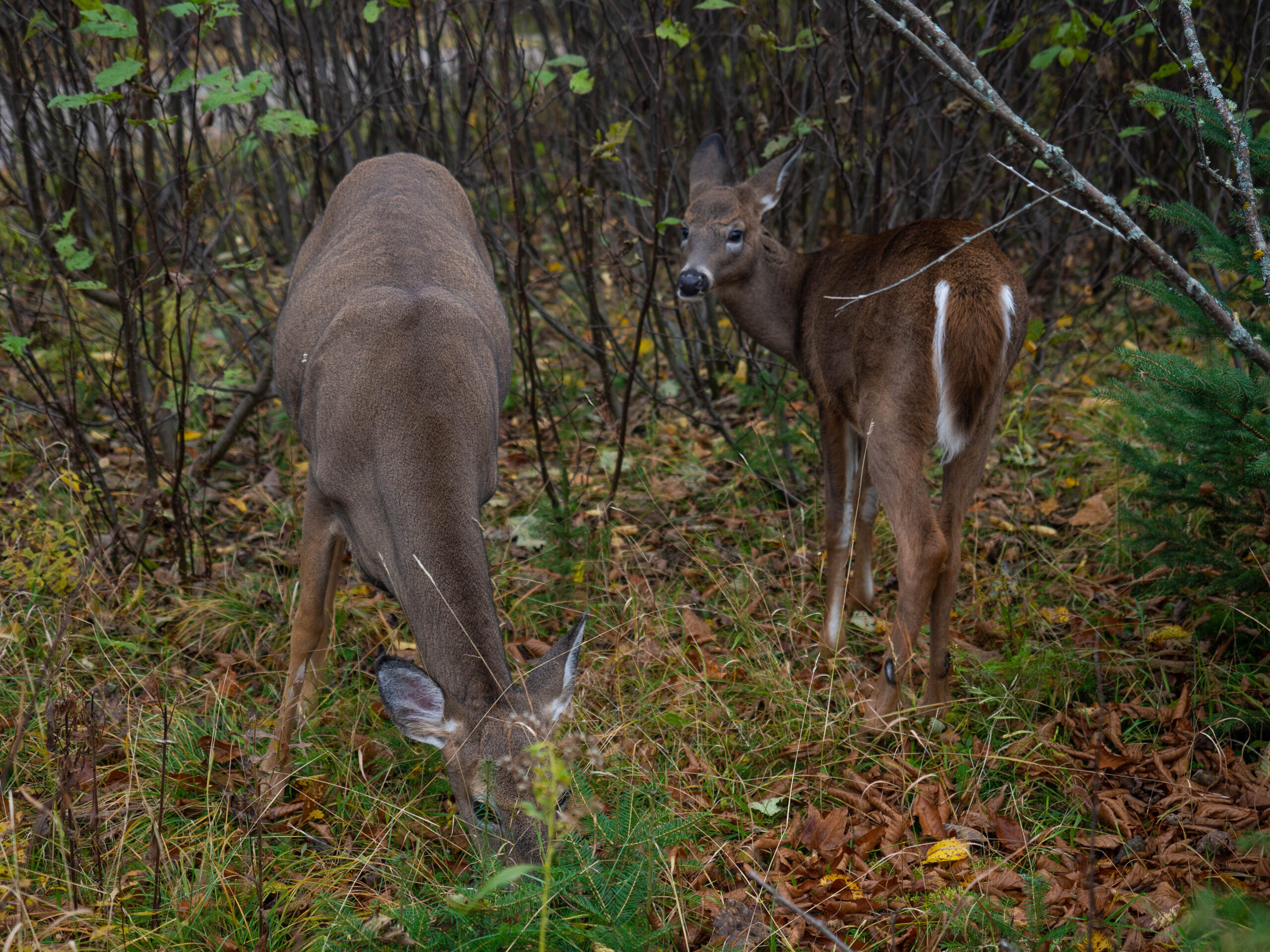 Biche au Parc National de Mont-Tremblant