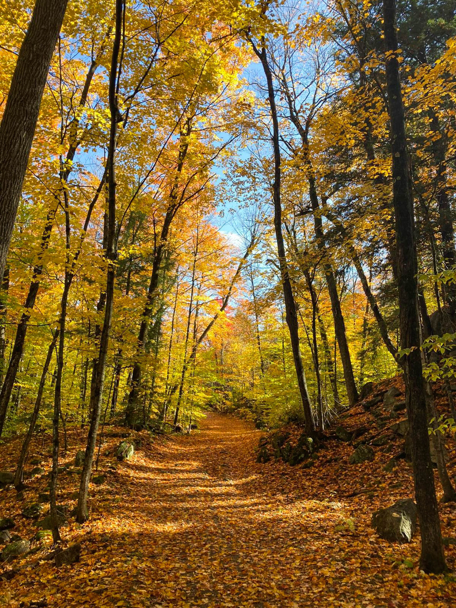 Chemin vers le lac Pink au Parc Gatineau