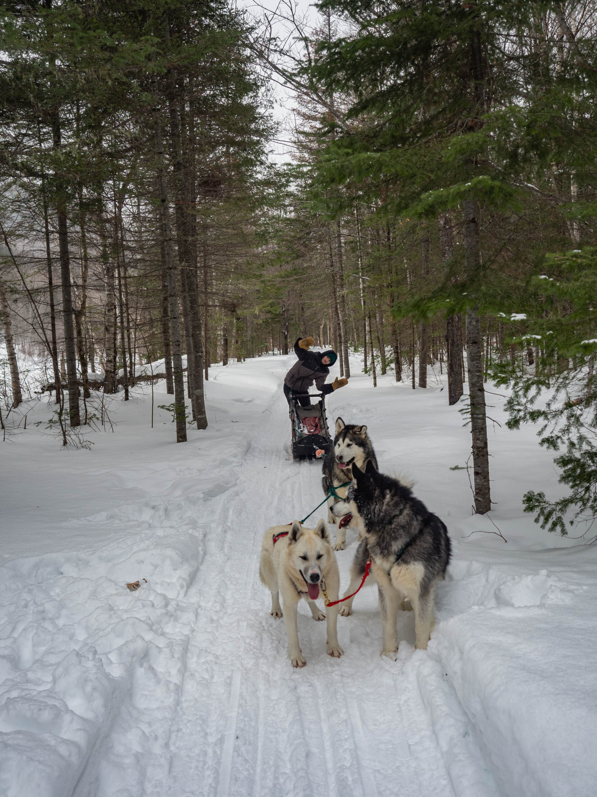 Balade en chien de traîneau Québec