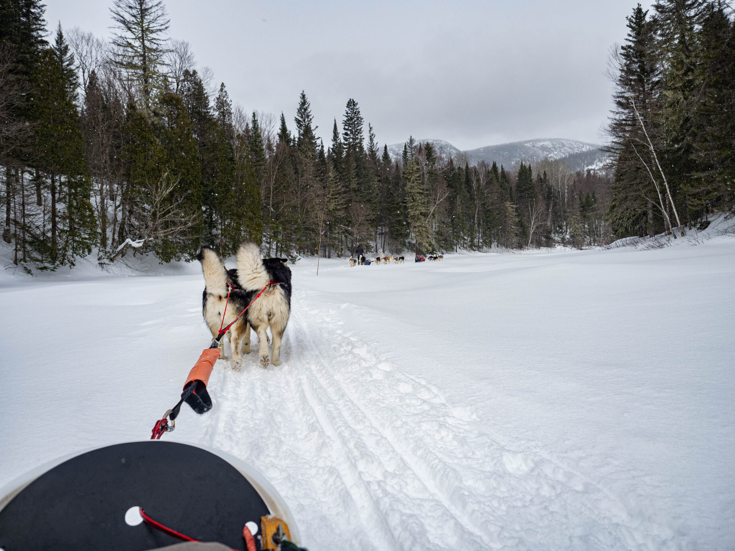 Balade en chien de traîneau Québec