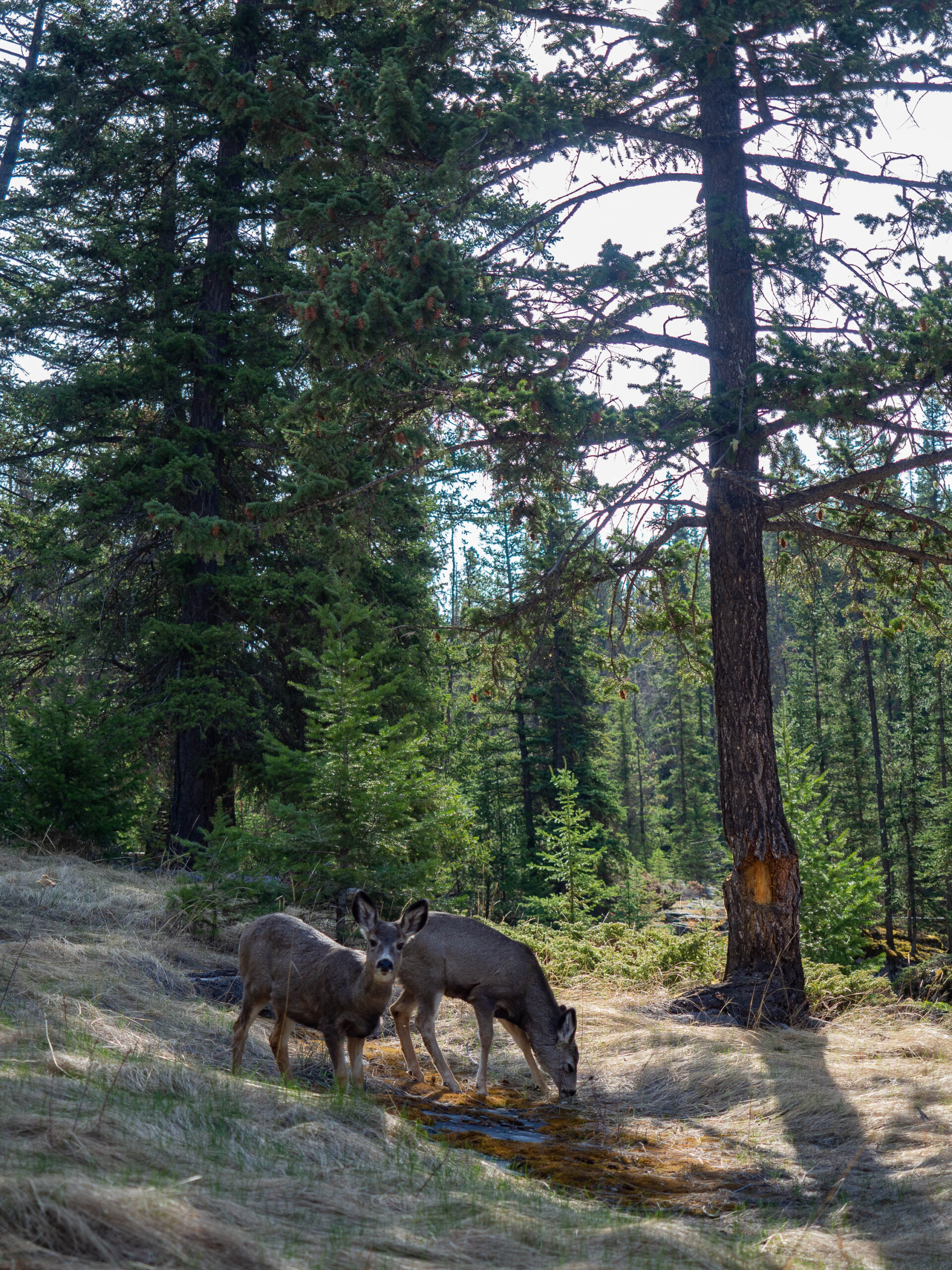 Des biches au Canyon Maligne dans les Rocheuses Canadiennes