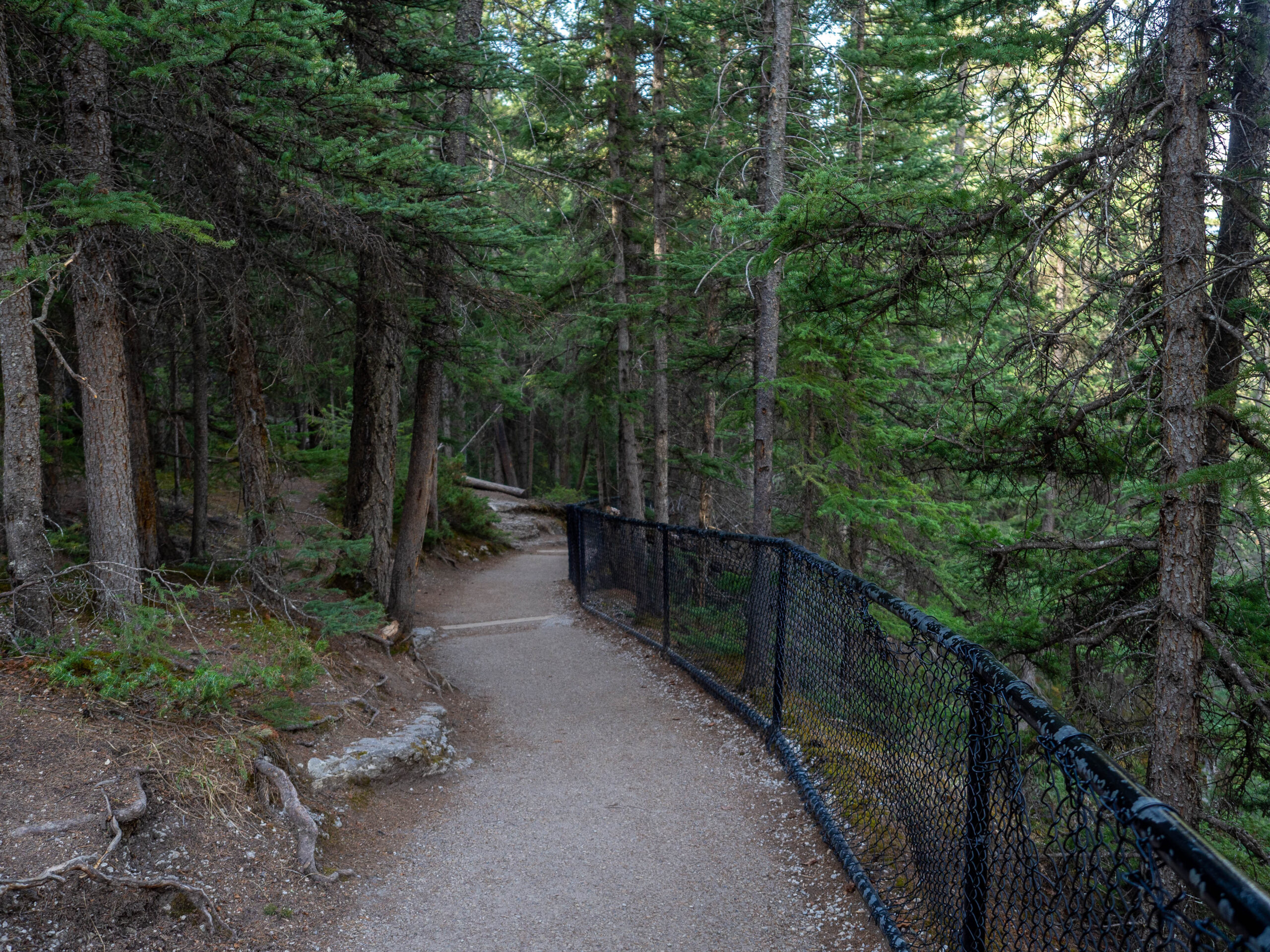 Chemin du Canyon Maligne aux Rocheuses Canadiennes