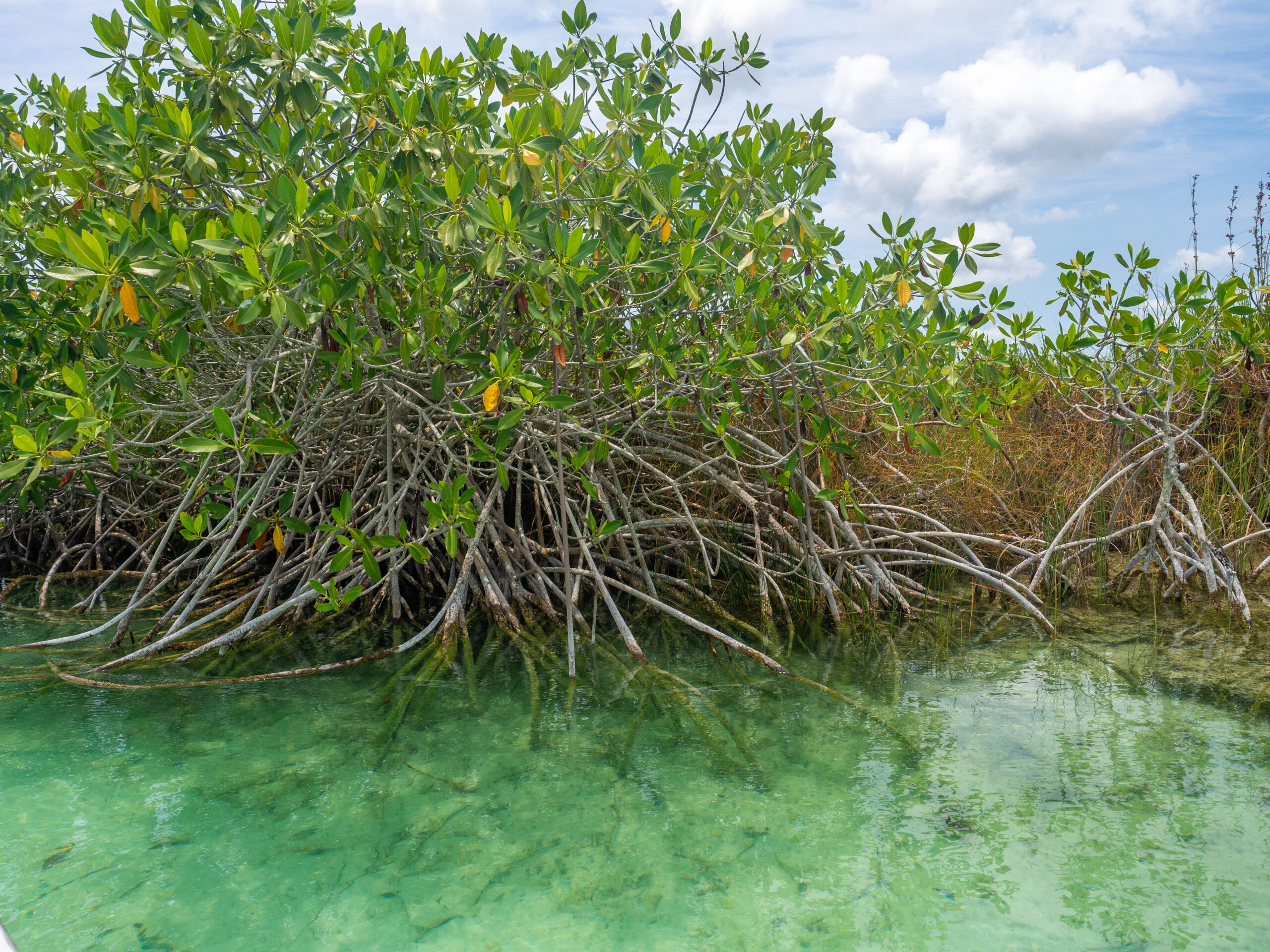 Dans la Réserve naturelle de Sian Ka'an au milieu des mangroves au Mexique