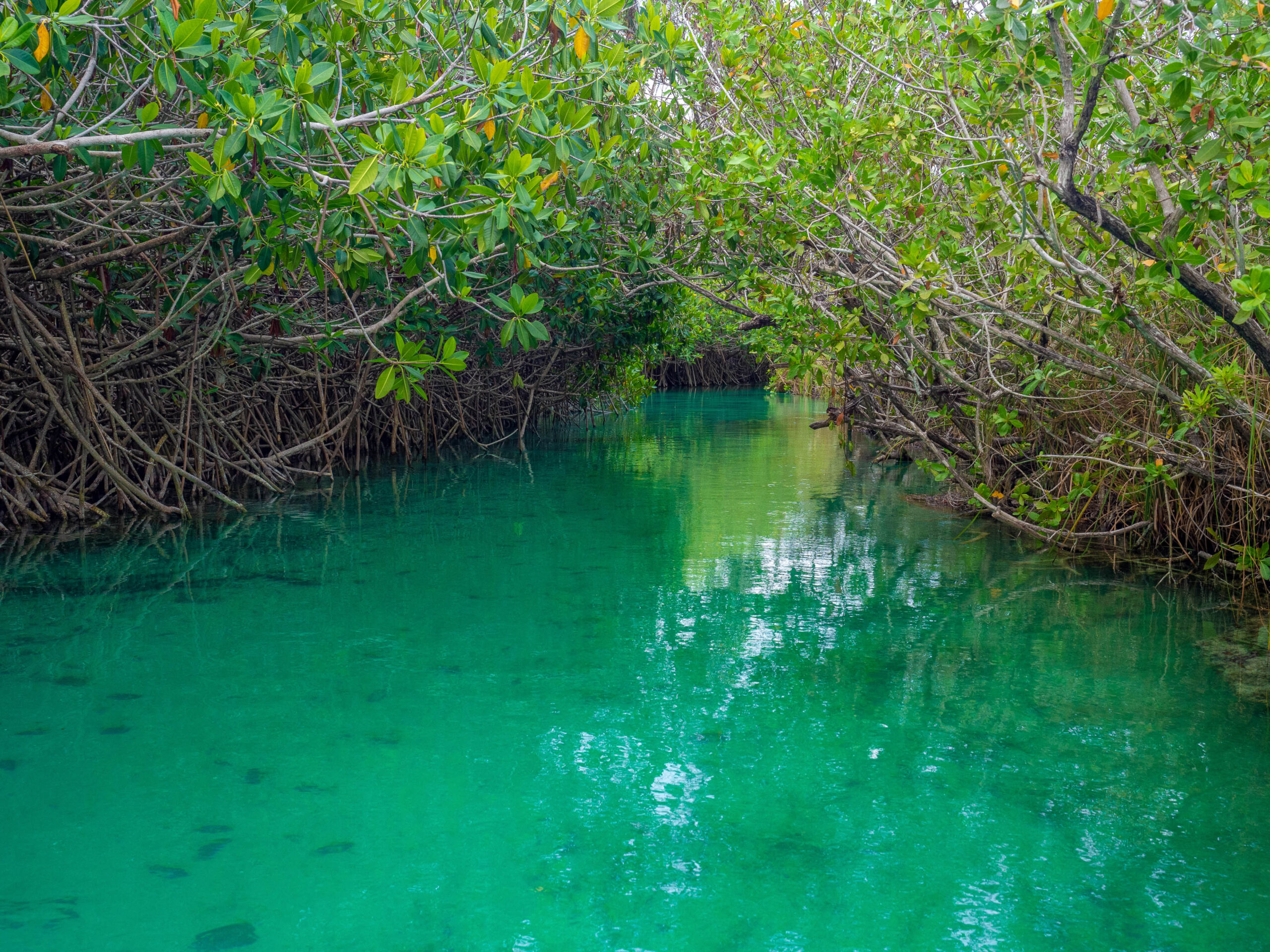 Dans la Réserve naturelle de Sian Ka'an au milieu des mangroves au Mexique