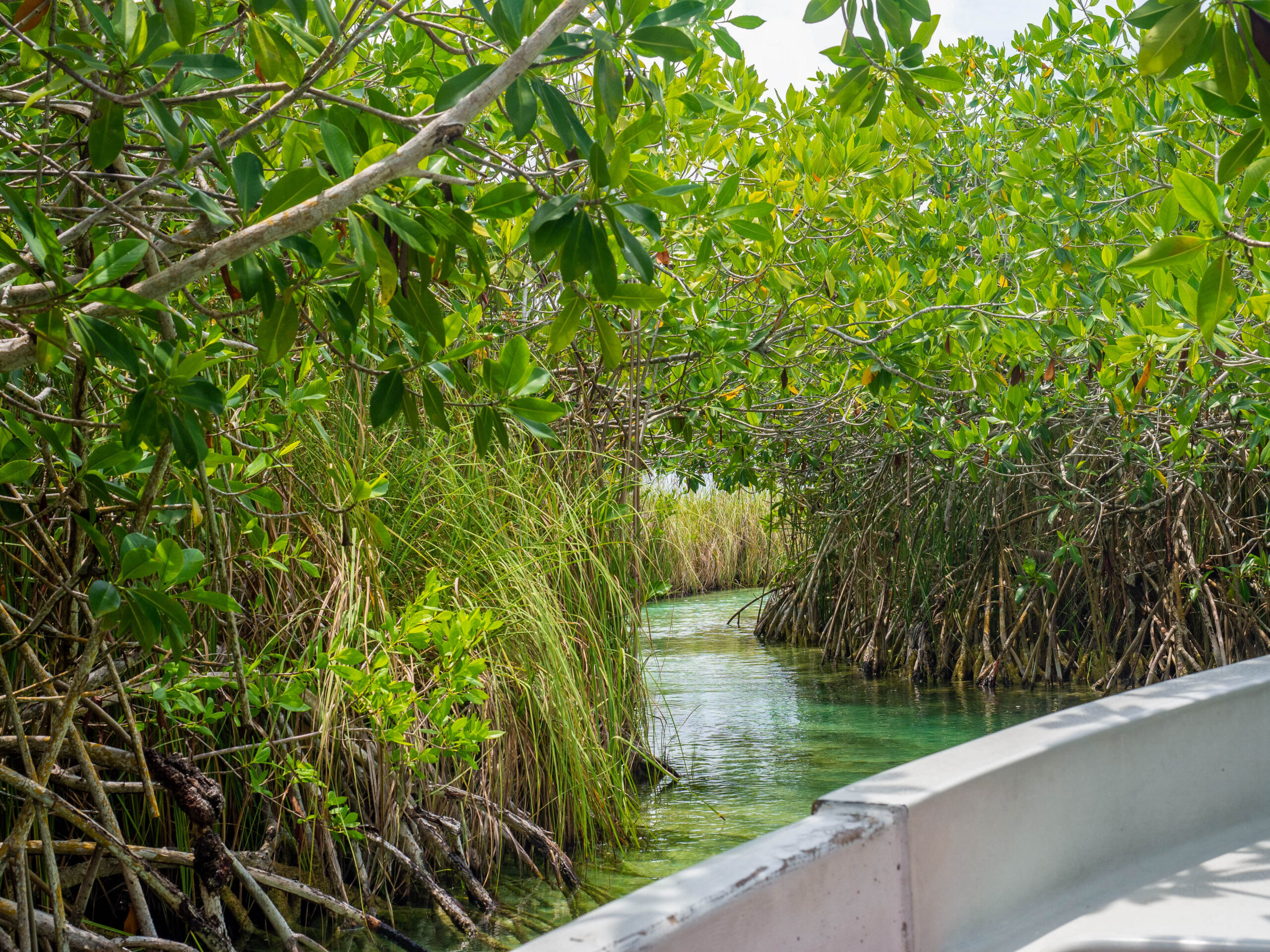 Sur un bateau dans la Réserve naturelle de Sian Ka'an au milieu des mangroves au Mexique