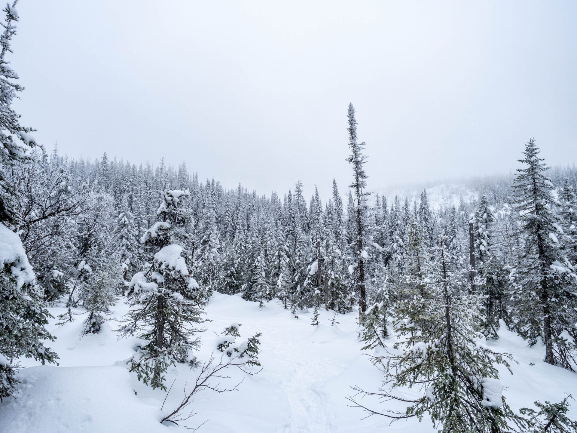 forêt de sapins eneigés il y a du brouillard le paysage est grisonnant