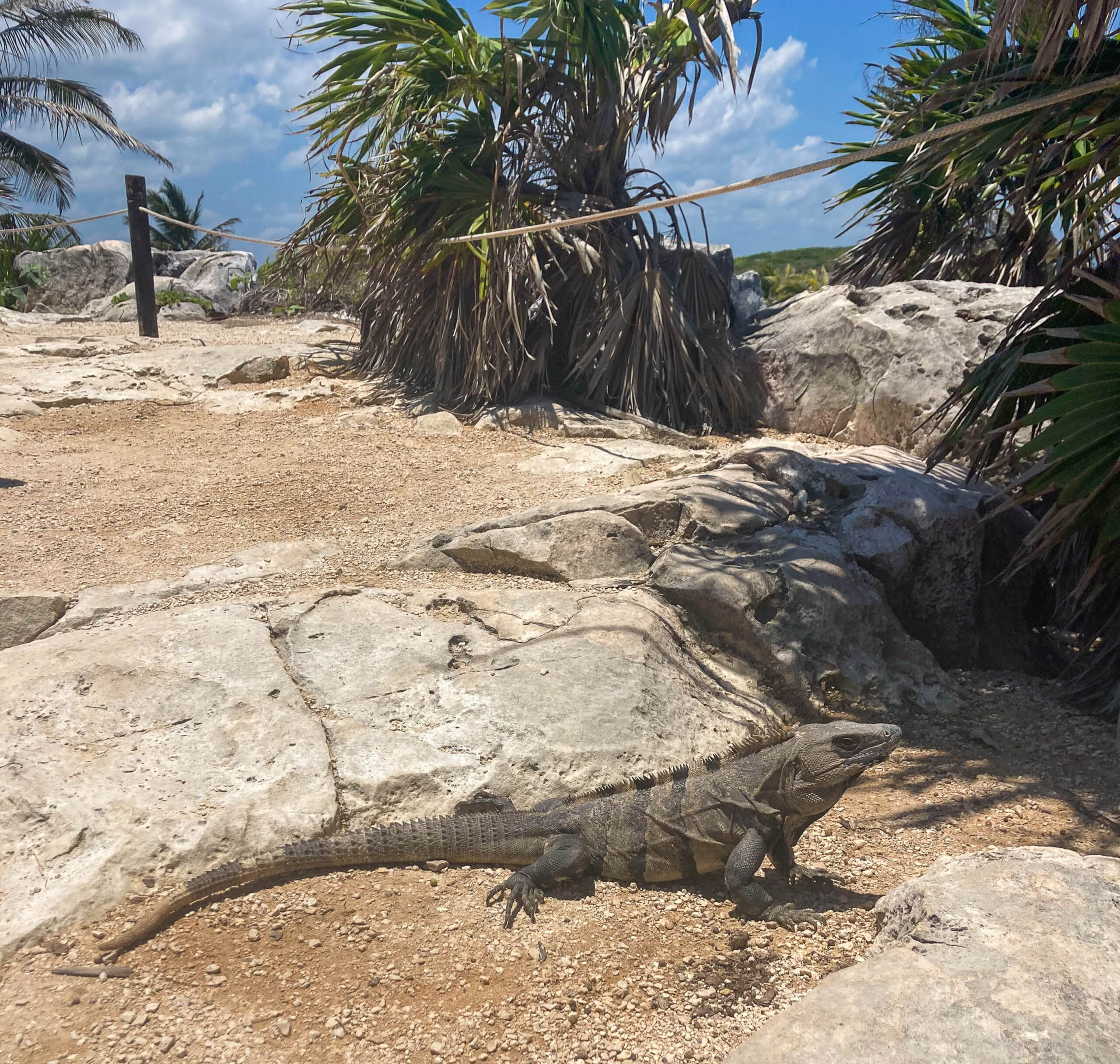 Photographie d'un iguane dans les ruines de Tulum au Mexique