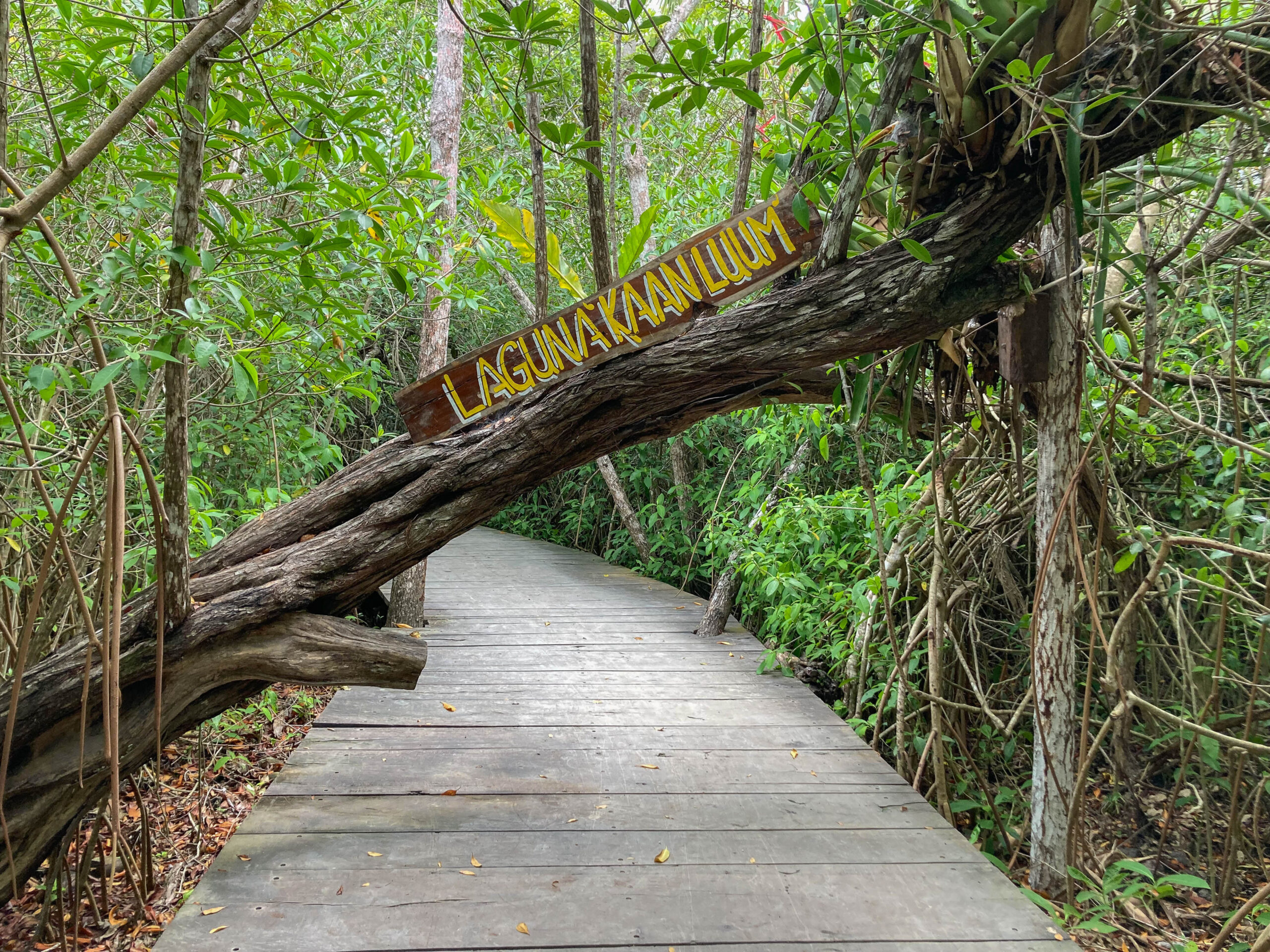 Accès à la Lagune Kaan Luum à Tulum au Mexique